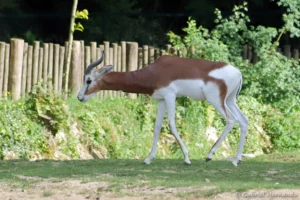Gazelle de Mhorr - Nanger dama mhorr (ZooParc de Beauval, mai 2025)
