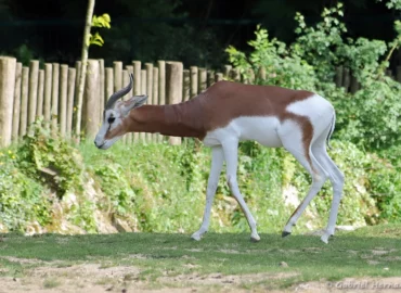 Gazelle de Mhorr - Nanger dama mhorr (ZooParc de Beauval, mai 2025)