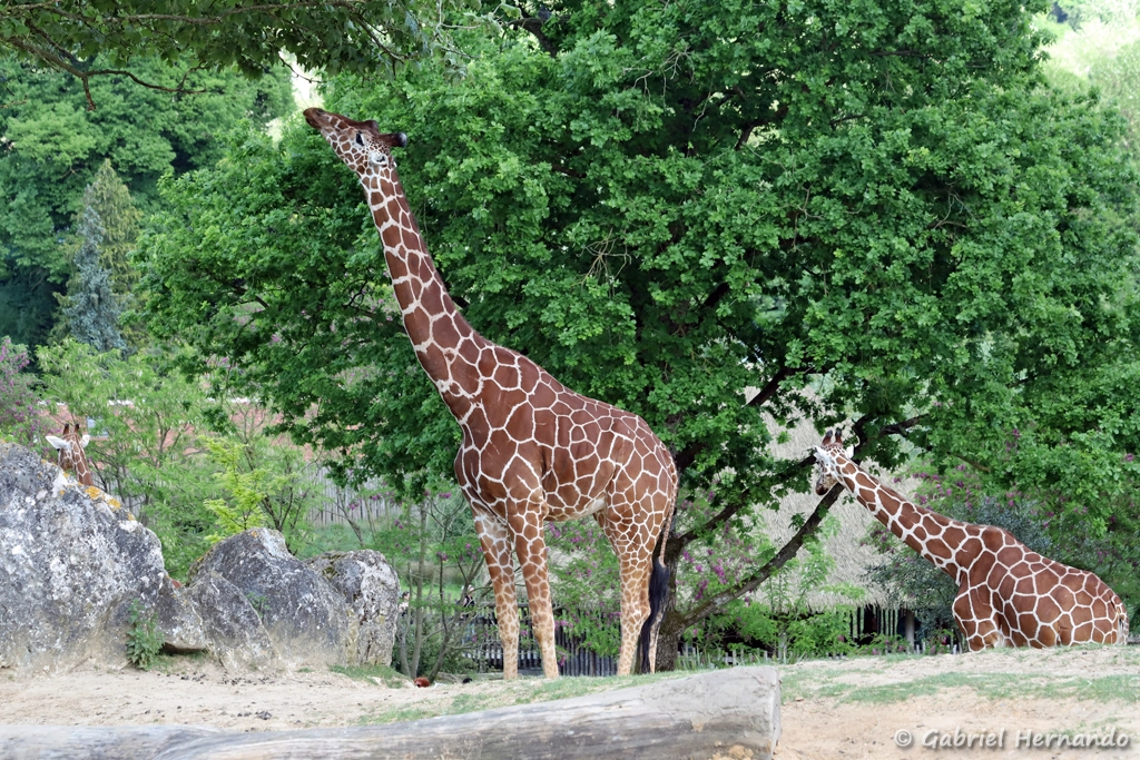 Girafe réticulée - Giraffa reticulata (ZooParc de Beauval, mai 2025)