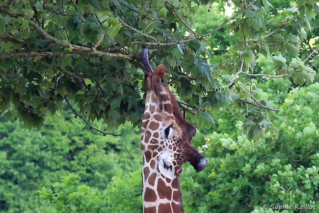 Girafe réticulée - Giraffa reticulata (ZooParc de Beauval, mai 2025)