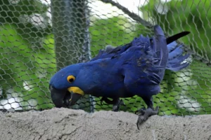 Ara hyacinthe - Anodorhynchus hyacinthinus (ZooParc de Beauval, mai 2025)
