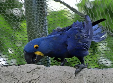 Ara hyacinthe - Anodorhynchus hyacinthinus (ZooParc de Beauval, mai 2025)