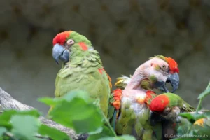 Ara de Lafresnaye - Ara rubrogenys (ZooParc de Beauval, mai 2025)