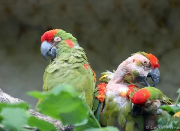 Ara de Lafresnaye - Ara rubrogenys (ZooParc de Beauval, mai 2025)