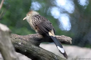 Guira cantara - Guira guira (ZooParc de Beauval, mai 2025)