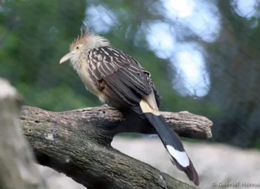 Guira cantara - Guira guira (ZooParc de Beauval, mai 2025)