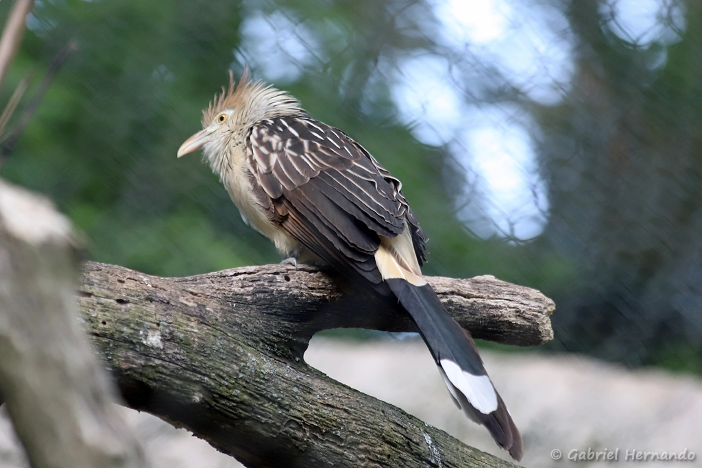 Guira cantara - Guira guira (ZooParc de Beauval, mai 2025)
