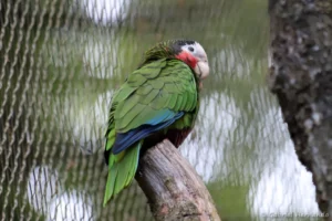Amazone de Cuba - Amazona leucocephala (ZooParc de Beauval, mai 2025)