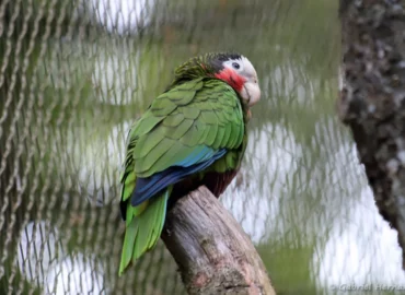 Amazone de Cuba - Amazona leucocephala (ZooParc de Beauval, mai 2025)