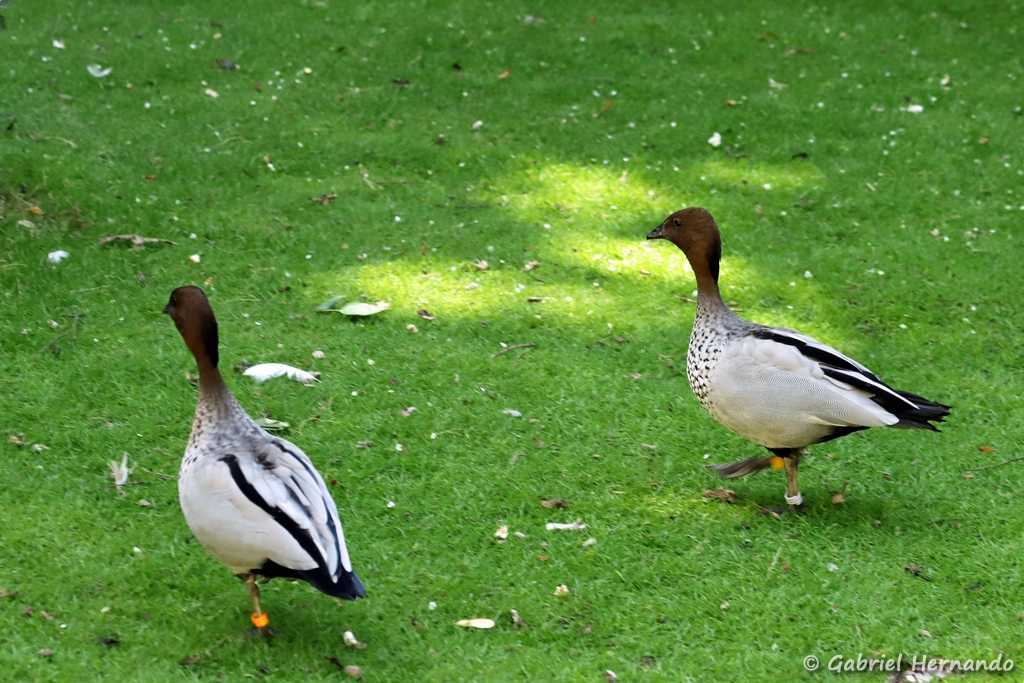 Canard à crinière - Chenonetta jubata (ZooParc de Beauval, mai 2025)