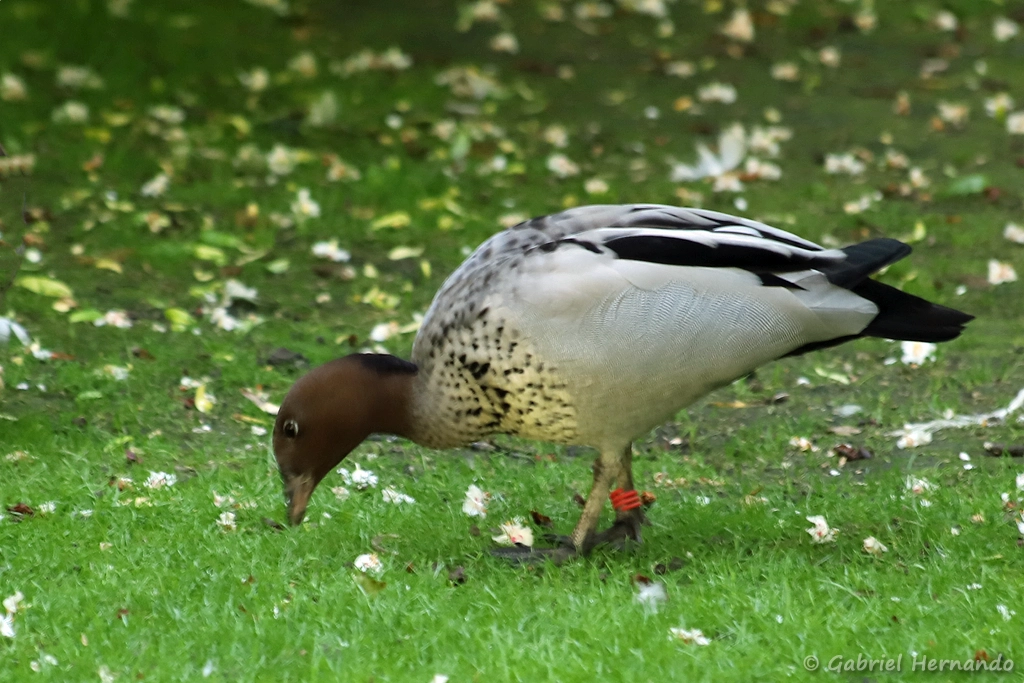 Canard à crinière - Chenonetta jubata (ZooParc de Beauval, mai 2025)