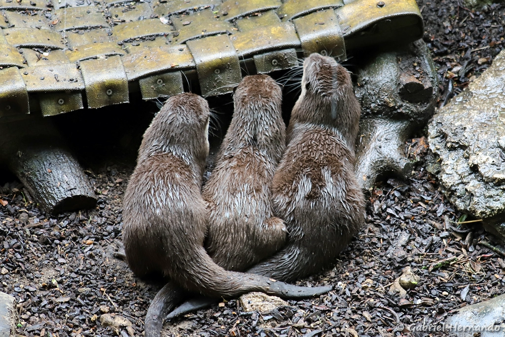 Loutre cendrée - Amblonyx cinereus (ZooParc de Beauval, mai 2025)