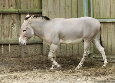 Ane sauvage de Somalie, sous espèce de l'ane sauvage d'Afrique - Equus africanus somaliensis (ZooParc de Beauval, mai 2025)