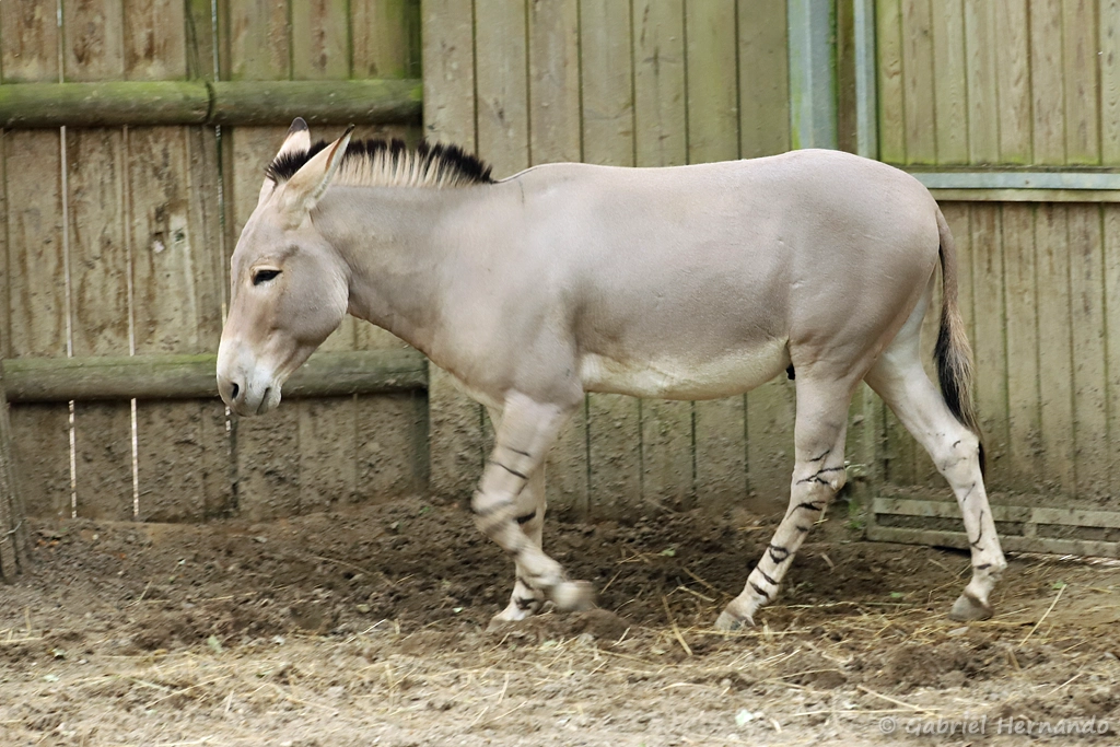 Ane sauvage de Somalie, sous espèce de l'ane sauvage d'Afrique - Equus africanus somaliensis (ZooParc de Beauval, mai 2025)