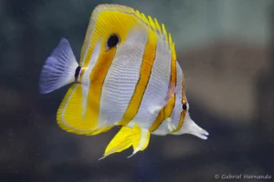 Chelmon à bec médiocre - Chelmon rostratus (ZooParc de Beauval, mai 2025)