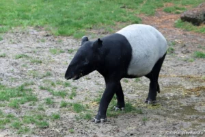 Tapir de Malaisie - Tapirus indicus (ZooParc de Beauval, mai 2025)