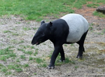 Tapir de Malaisie - Tapirus indicus (ZooParc de Beauval, mai 2025)