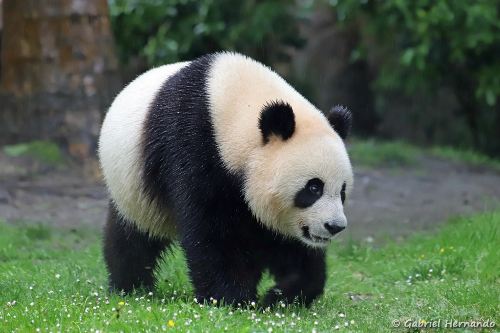 Panda géant - Ailuropoda melanoleuca (ZooParc de Beauval, mai 2025)
