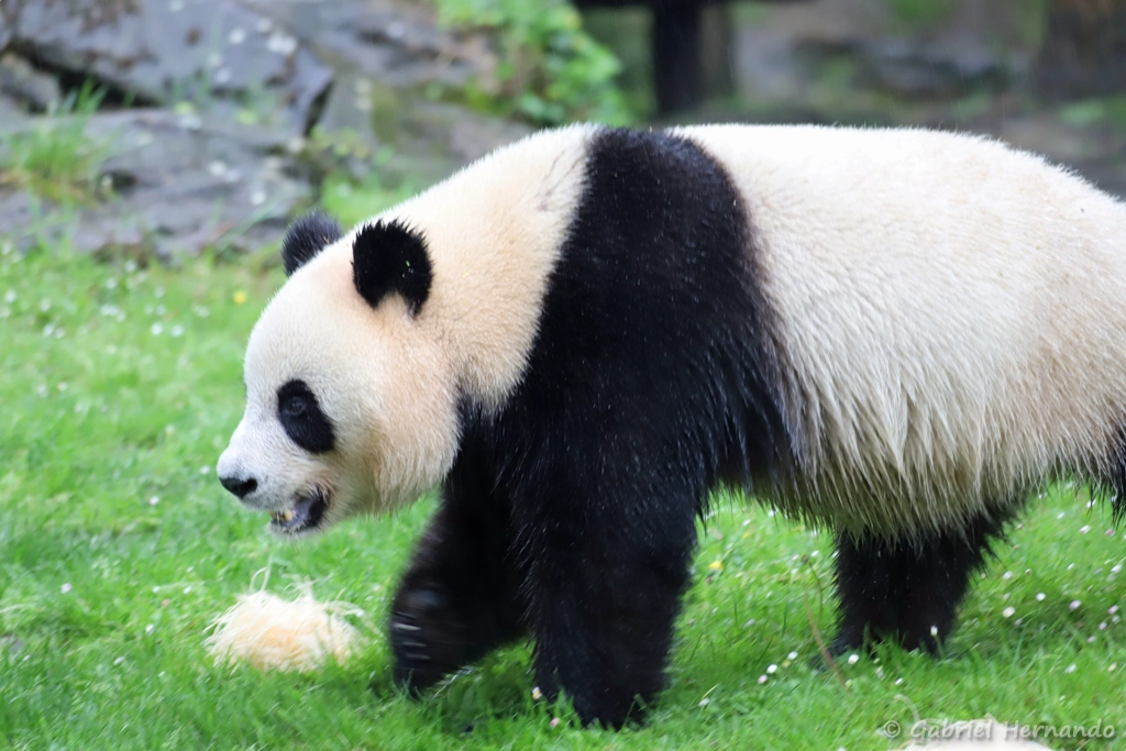 Panda géant - Ailuropoda melanoleuca (ZooParc de Beauval, mai 2025)