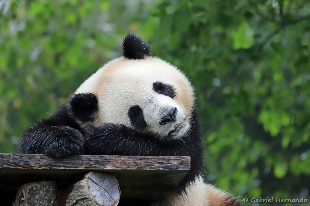 Panda géant - Ailuropoda melanoleuca (ZooParc de Beauval, mai 2025)