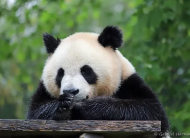 Panda géant - Ailuropoda melanoleuca (ZooParc de Beauval, mai 2025)