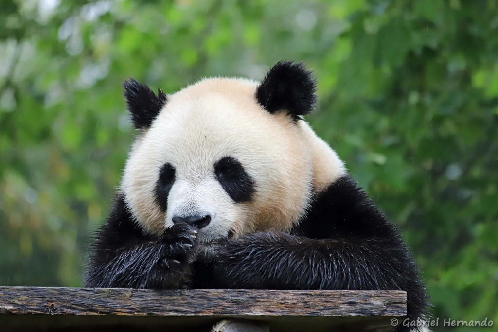Panda géant - Ailuropoda melanoleuca (ZooParc de Beauval, mai 2025)