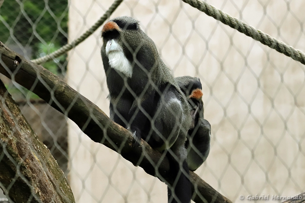 Cercopithèque de Brazza - Cercopithecus neglectus (ZooParc de Beauval, mai 2025)