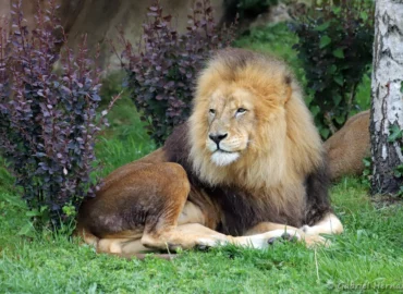 Lion mâle - Panthera leo (ZooParc de Beauval, mai 2025)