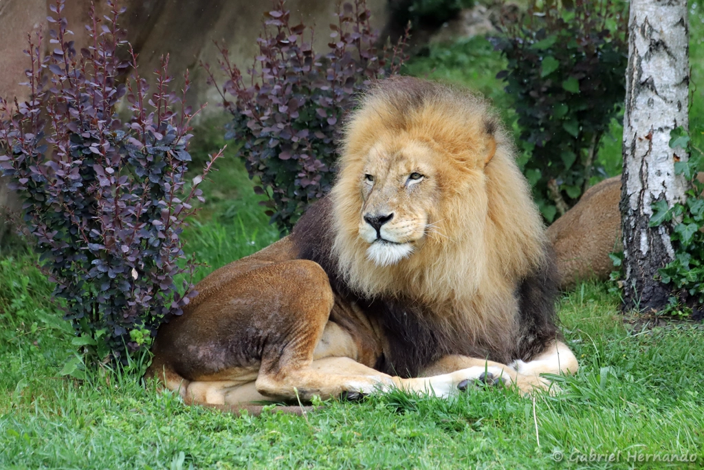 Lion mâle - Panthera leo (ZooParc de Beauval, mai 2025)