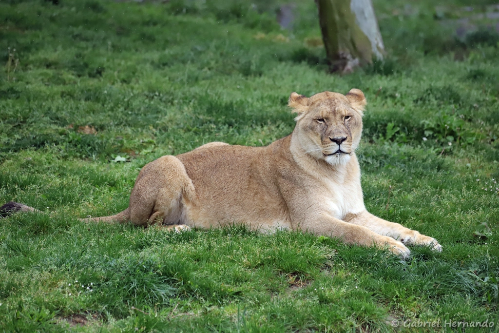Lion femelle - Panthera leo (ZooParc de Beauval, mai 2025)