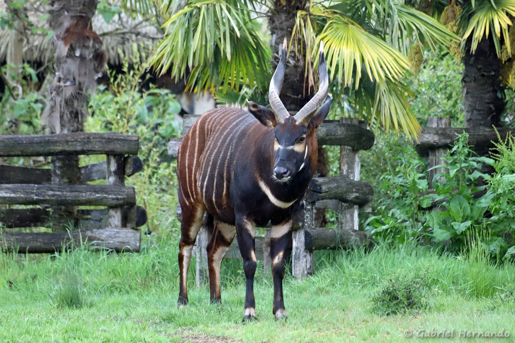 Bongo de montagne - Tragelaphus eurycerus isaaci (ZooParc de Beauval, mai 2025)