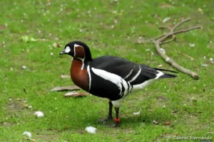Bernache à cou roux - Branta ruficollis (ZooParc de Beauval, mai 2025)