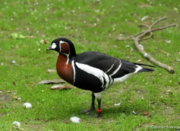 Bernache à cou roux - Branta ruficollis (ZooParc de Beauval, mai 2025)