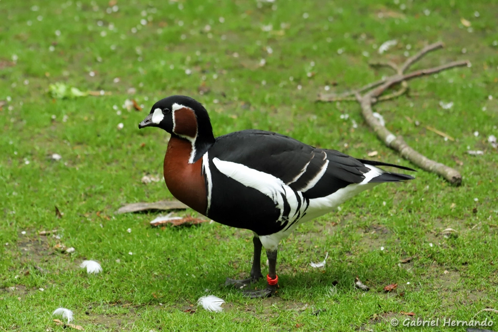 Bernache à cou roux - Branta ruficollis (ZooParc de Beauval, mai 2025)
