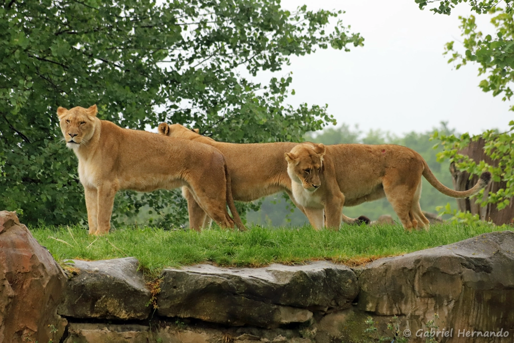 Groupe de lionnes - Panthera leo (ZooParc de Beauval, mai 2025)