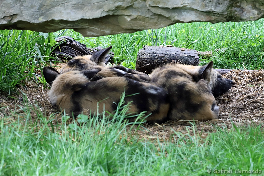 Lycaon - Lycaon pictus (ZooParc de Beauval, mai 2025)