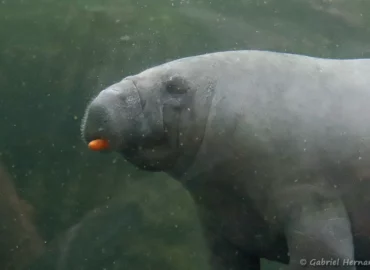 Lamantin des Caraïbes - Trichechus manatus (ZooParc de Beauval, mai 2025)