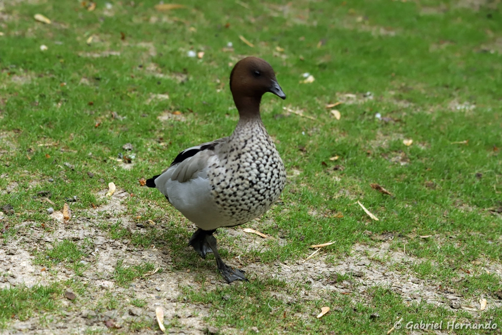 Canard à crinière mâle - Chenonetta jubata (ZooParc de Beauval, mai 2025)