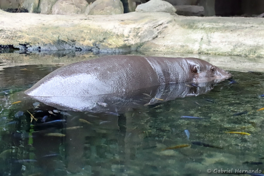 Hippopotame nain ou hippopotame pygmée - Hexaprotodon liberiensis (ZooParc de Beauval, mai 2025)