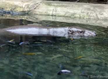 Hippopotame nain ou hippopotame pygmée - Hexaprotodon liberiensis (ZooParc de Beauval, mai 2025)