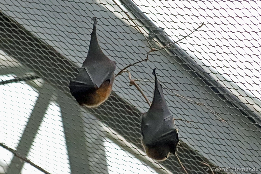 Roussette de Rodrigues - Pteropus rodricensis (ZooParc de Beauval, mai 2025)