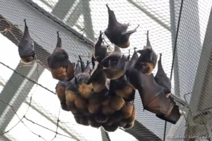 Roussette de Rodrigues - Pteropus rodricensis (ZooParc de Beauval, mai 2025)