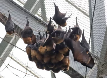 Roussette de Rodrigues - Pteropus rodricensis (ZooParc de Beauval, mai 2025)