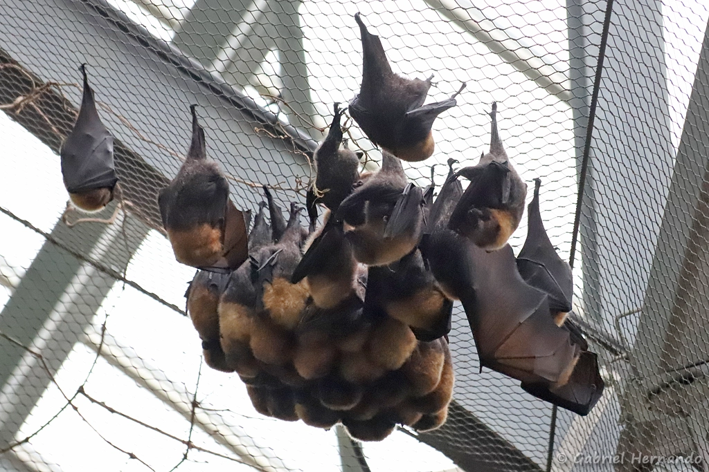 Roussette de Rodrigues - Pteropus rodricensis (ZooParc de Beauval, mai 2025)