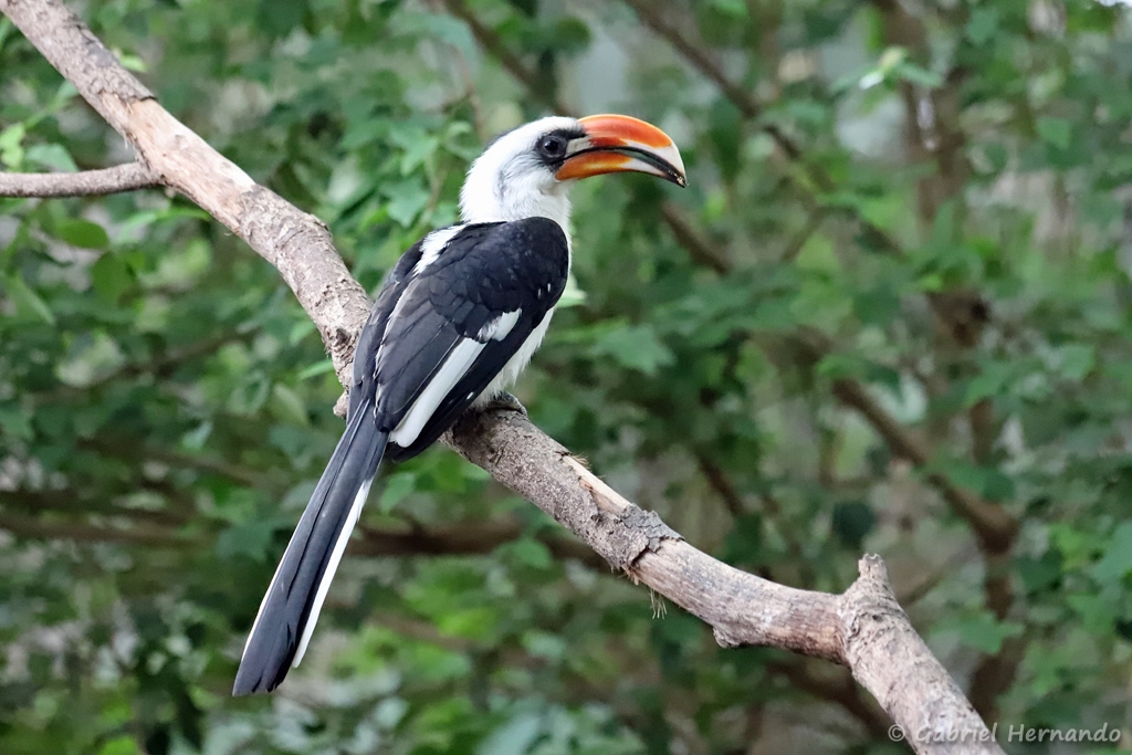 Calao de der Decken - Tockus deckeni (ZooParc de Beauval, mai 2025)