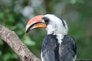 Calao de der Decken - Tockus deckeni (ZooParc de Beauval, mai 2025)