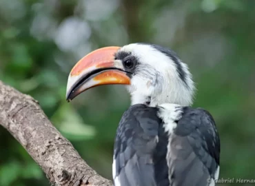 Calao de der Decken - Tockus deckeni (ZooParc de Beauval, mai 2025)