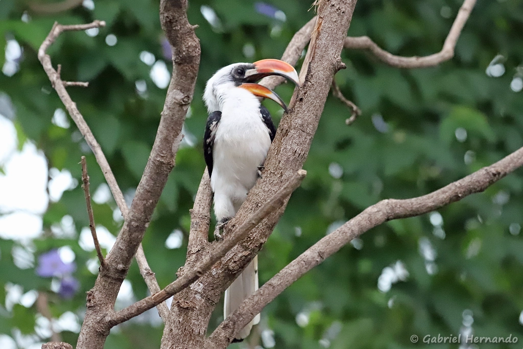 Calao de der Decken - Tockus deckeni (ZooParc de Beauval, mai 2025)