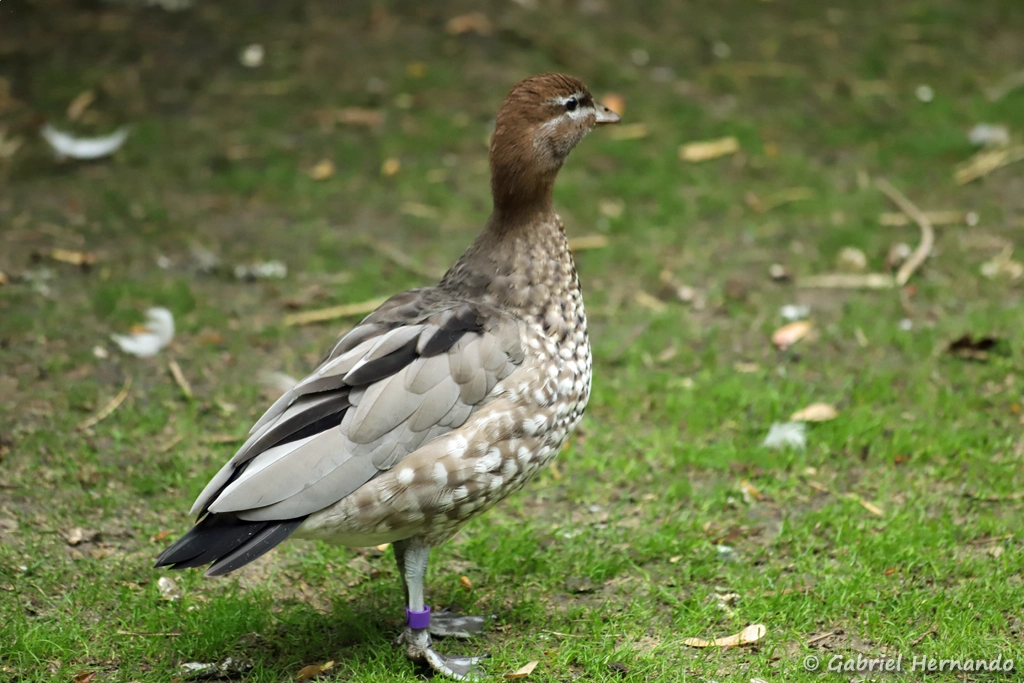 Canard à crinière femelle - Chenonetta jubata (ZooParc de Beauval, mai 2025)