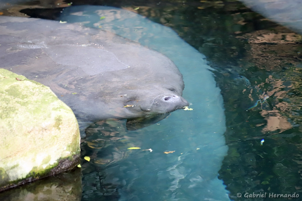 Lamantin des Caraïbes - Trichechus manatus (ZooParc de Beauval, mai 2025)